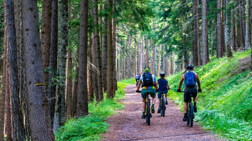 67d8610907d0f-forest-4366094-1920